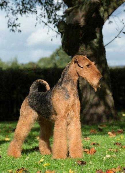 Katherina's Land Spicy Cherry | Airedale Terrier 