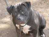 Blue Zion Jayden ALA Envy | American Pit Bull Terrier 