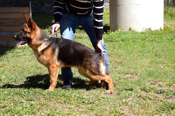 Zeus (LO13158445) | German Shepherd Dog 