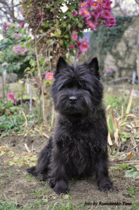 Ol'Kyarnrowen'S Lovely Little Lady | Cairn Terrier 