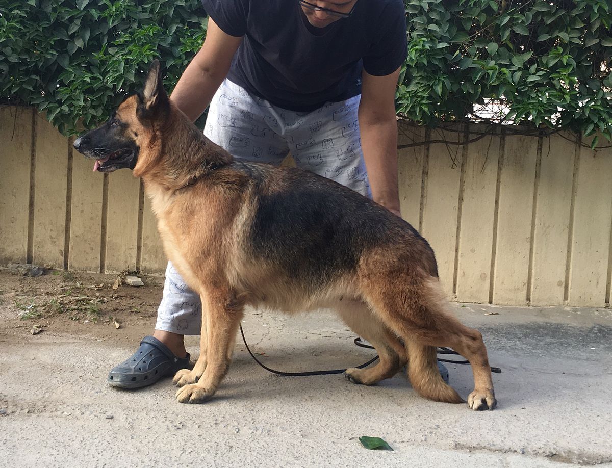Parkwood's Sia @ Arckinova | German Shepherd Dog 