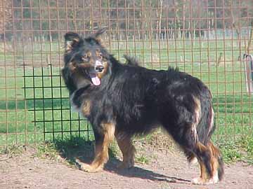 Irish Jess | Border Collie 