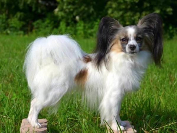 Nutella the Sweetest | Papillon 