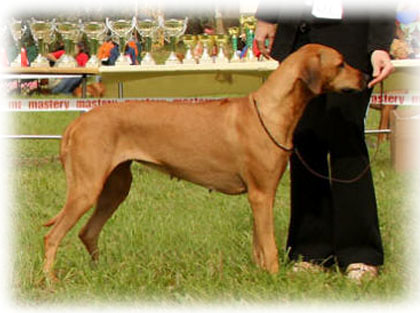 Macumazahn Tusani Pearl | Rhodesian Ridgeback 