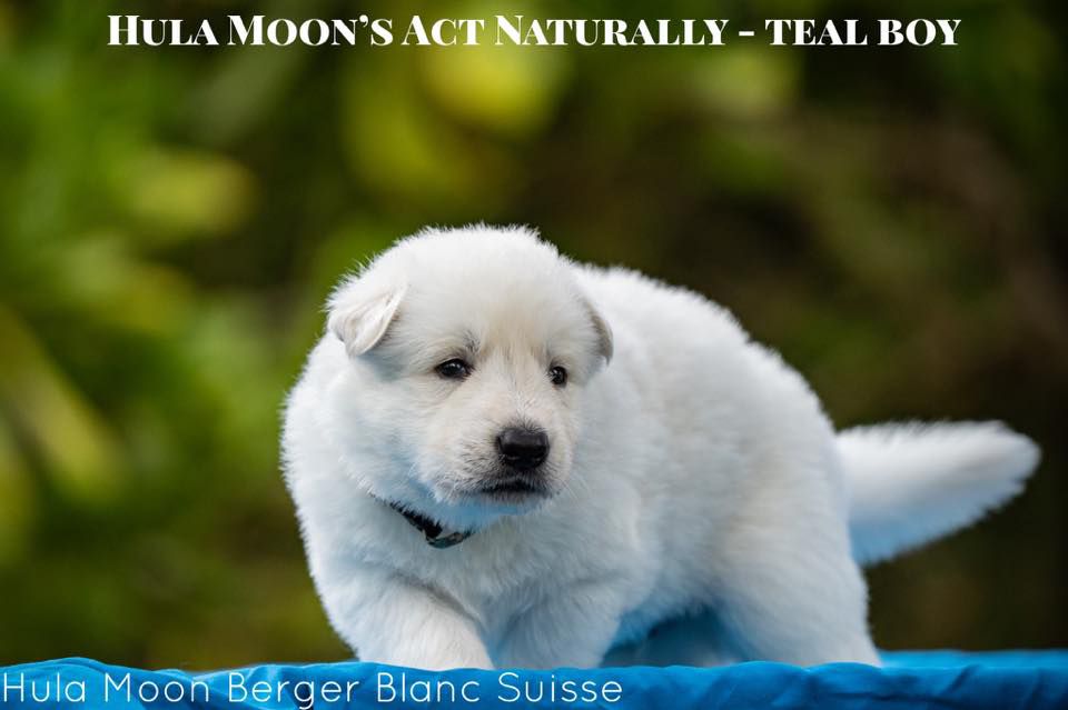 Hula Moon's Act Naturally | White Swiss Shepherd Dog 