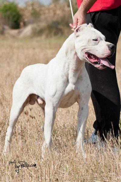 Falco Medalor De La Paco Cassa | Argentine Dogo 