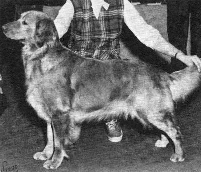 Brynmar's Millicent | Golden Retriever 