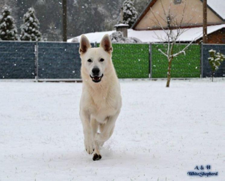 Happy King z Rance Montara | White Swiss Shepherd Dog 