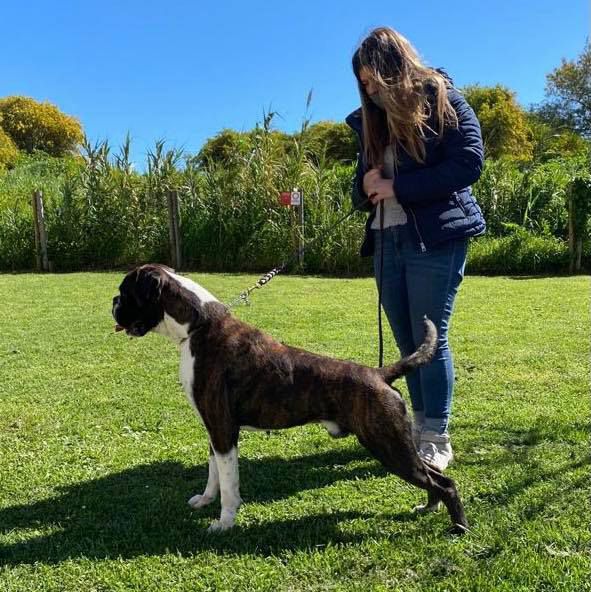 Ace of Spades de Porto Village | Boxer 