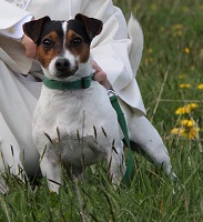 I'M Speedy delle Tempeste della Presolana | Jack Russell Terrier 