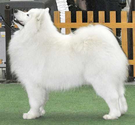 De Villaodon Briand | Samoyed 