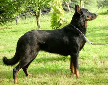 Urka des Assiers | Beauceron 