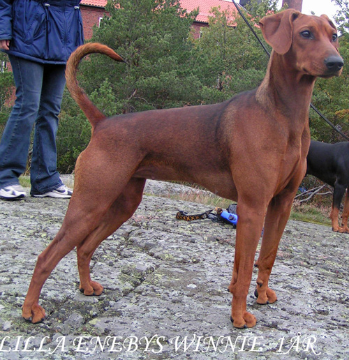 Lilla Enebys WINNIE | German Pinscher 