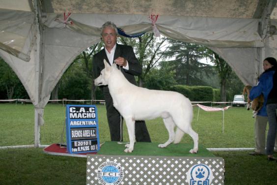 Chacal Do Vale Do Iquiry | White Swiss Shepherd Dog 