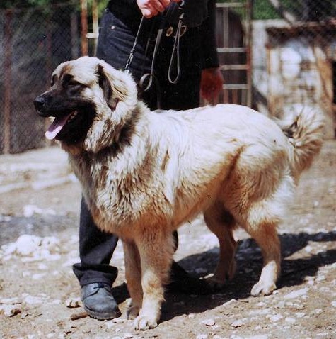 Luna '100375 Šo' | Yugoslavian Shepherd Dog-Sarplaninac 