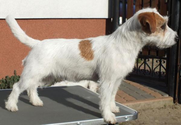 INNA NIZ WSZYSTKIE Jak Rani | Jack Russell Terrier 