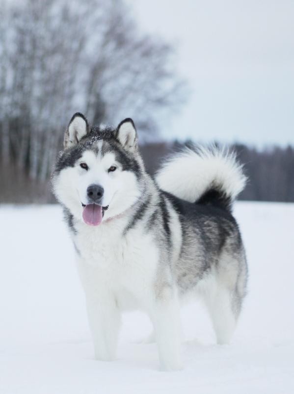 Pakira Stars Ballu | Alaskan Malamute 