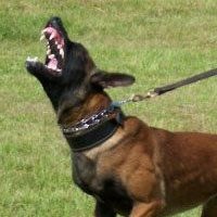 Mason's Ruger | Belgian Malinois 