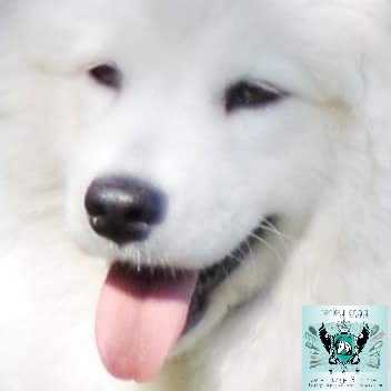 Artaiga's Incancellabile Oramai | Samoyed 