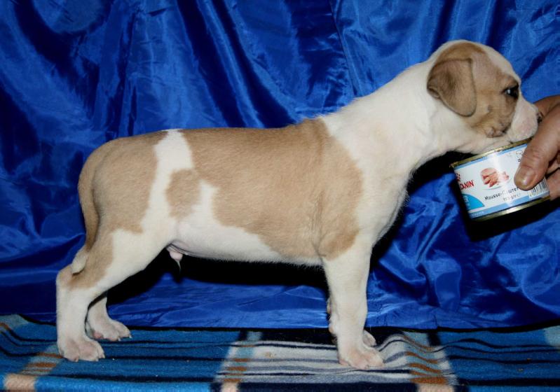 SIGVALDI FUN OF THE FAIR | American Staffordshire Terrier 