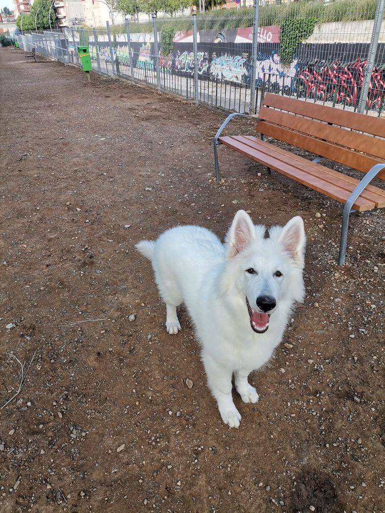 Sonic of The White Company | White Swiss Shepherd Dog 