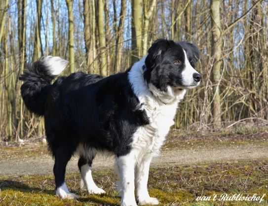 Quellyane Hikeryhope | Border Collie 