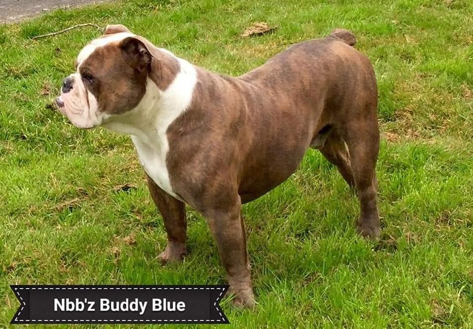 NBBZ'S Buddy Blue | Olde English Bulldogge 