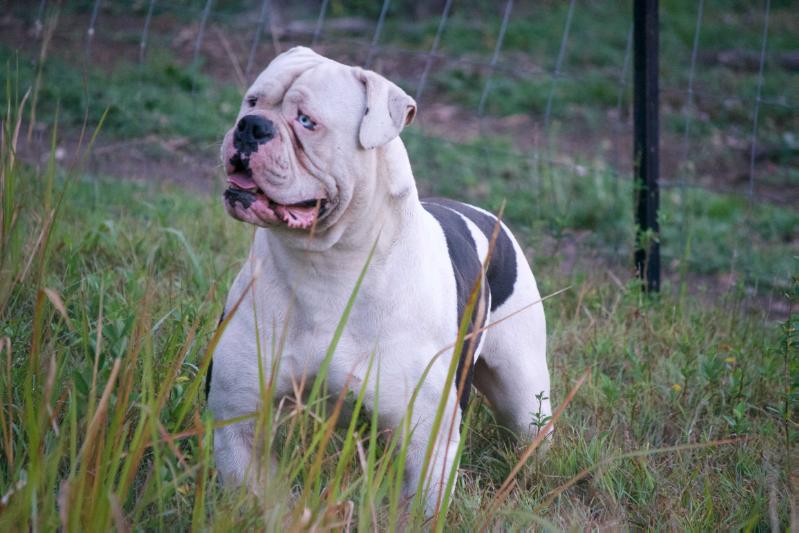 Nevabeta Chinese Checkers | American Bulldog 