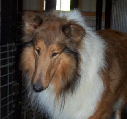 Classic's Above Reproach | Rough Collie 