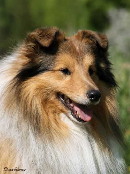 Lythwood Sharp Shooter | Shetland Sheepdog 