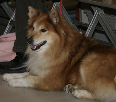 Tunturiketun Maggi | Icelandic Sheepdog 