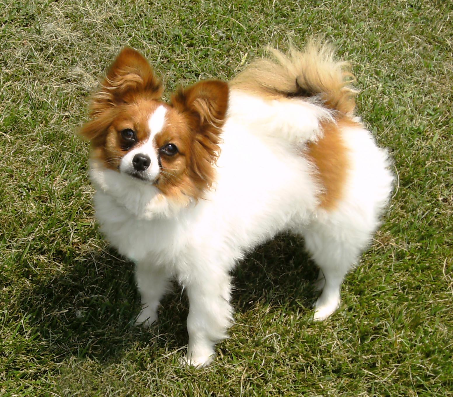 Papillon