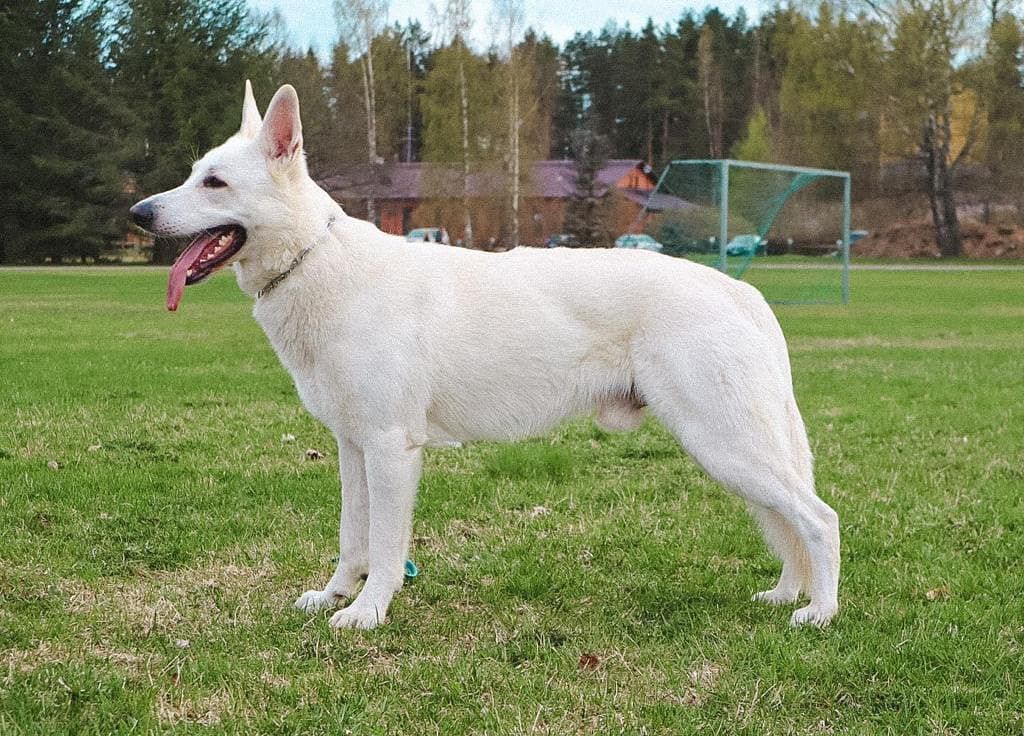 Soul'n mate Jerokee | White Swiss Shepherd Dog 