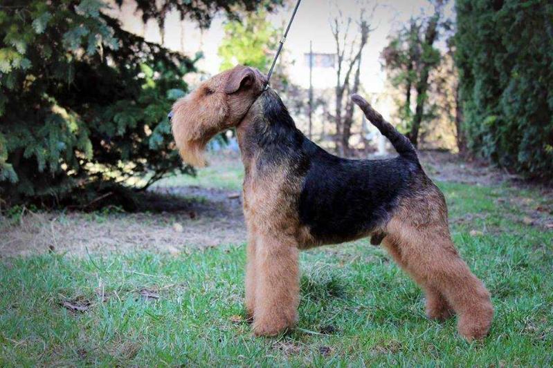 Monaline Lancelot | Welsh Terrier 