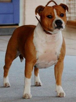 Deestaff Dulce Hell of Dugar | Staffordshire Bull Terrier 