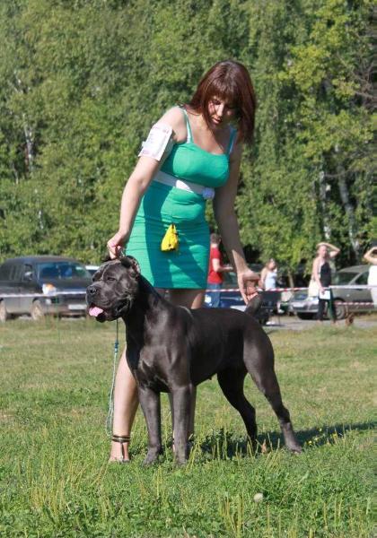 Kanto Prima Golden Ledy | Cane Corso 