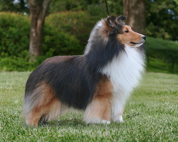 Dury Voe Scotsdale | Shetland Sheepdog 