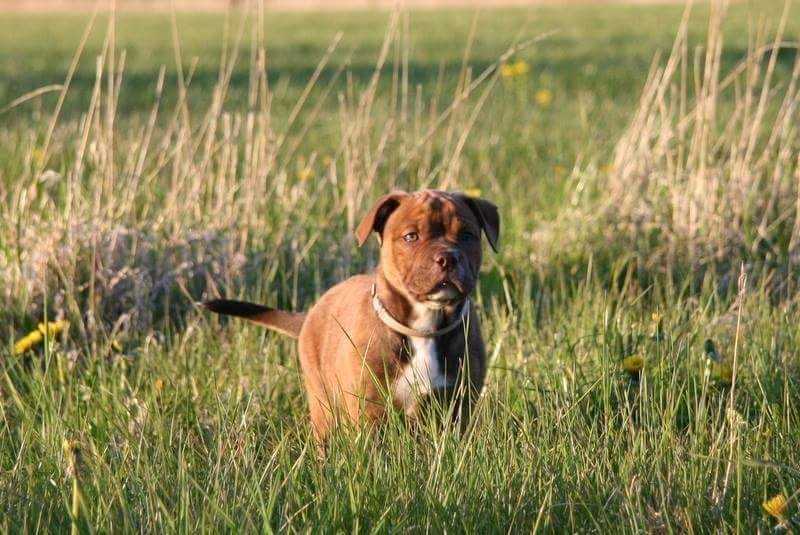 Catobulls Malou | Olde English Bulldogge 