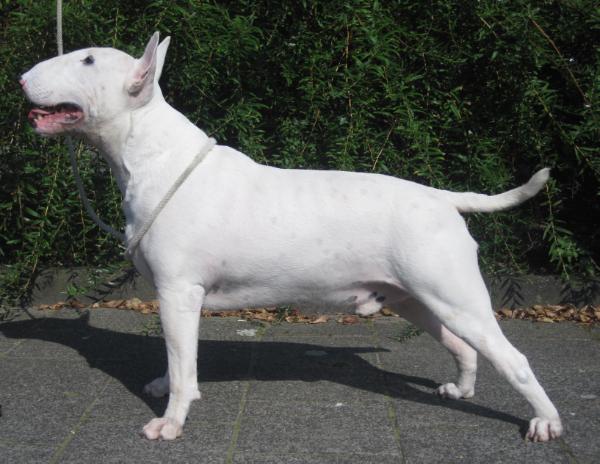 Seaside Bully's Back to the Future | Bull Terrier 
