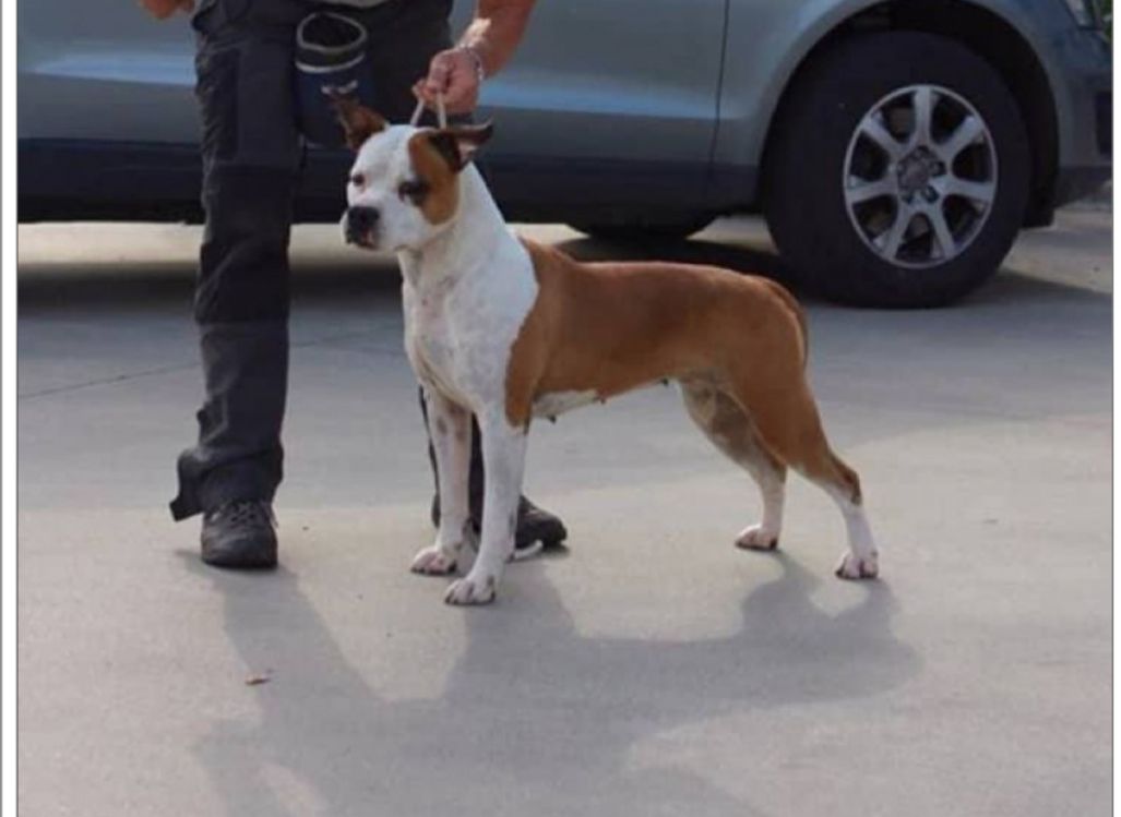 American vid Las Vegas | American Staffordshire Terrier 