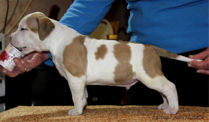 Astilars White Pride | American Staffordshire Terrier 