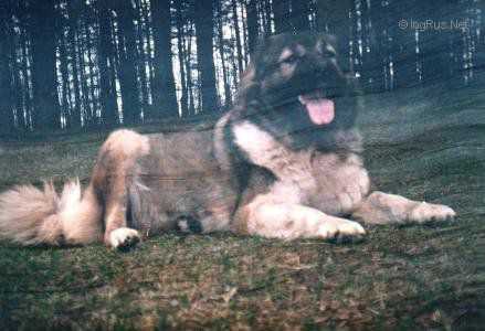 Chekenda | Caucasian Mountain Dog 