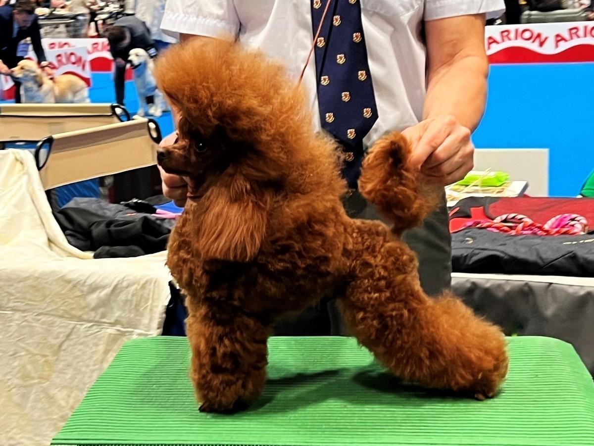 Kram de Alderrabel Winchester II | Poodle 