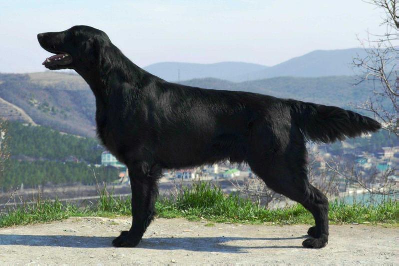 Toffedreams Sniper | Flat-Coated Retriever 