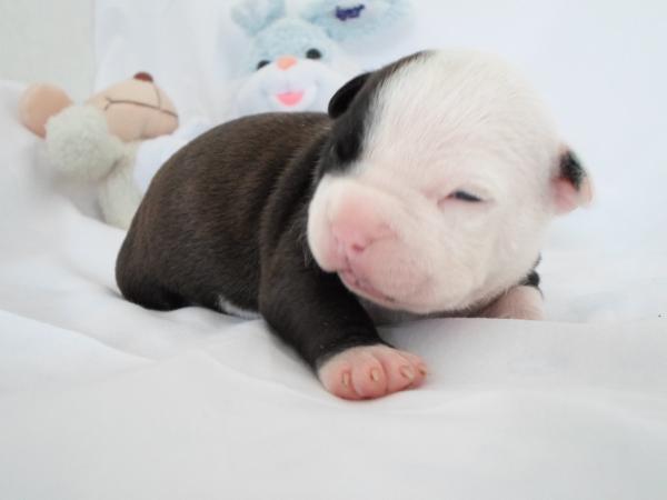 SX Sky-Blue Heaven Agripina | American Staffordshire Terrier 