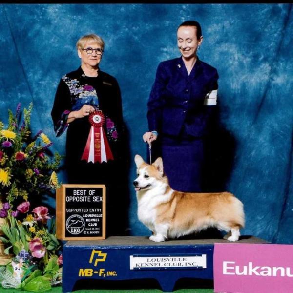 Merthyr Wanda Be Home On The Range | Pembroke Welsh Corgi 