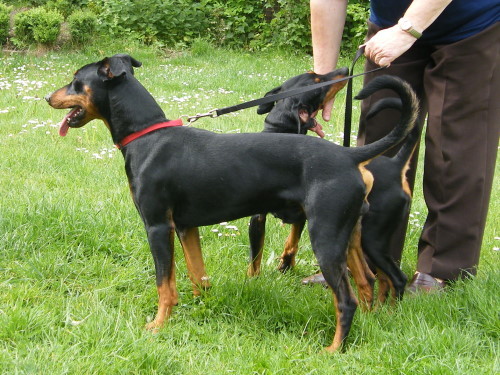 APOLLO vom Danenberg | German Pinscher 