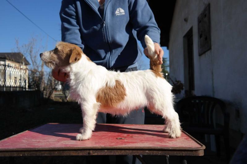 Milmaris Garden Cheddar | Jack Russell Terrier 