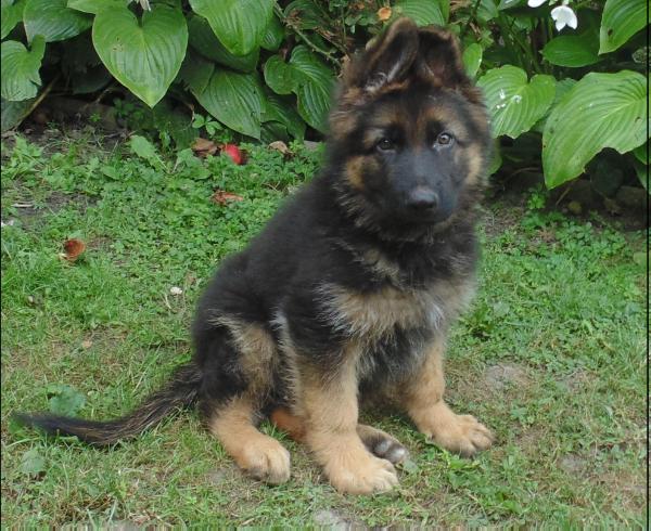 Leon | German Shepherd Dog 