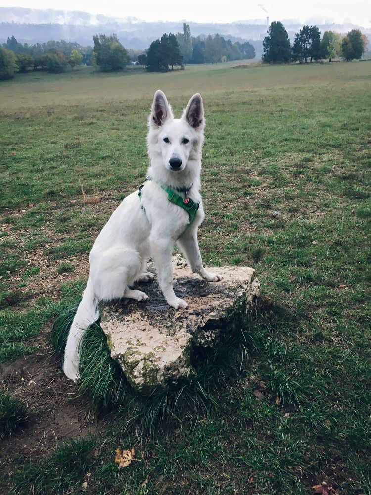 Faran Fly vom Weissen Unterberg | White Swiss Shepherd Dog 